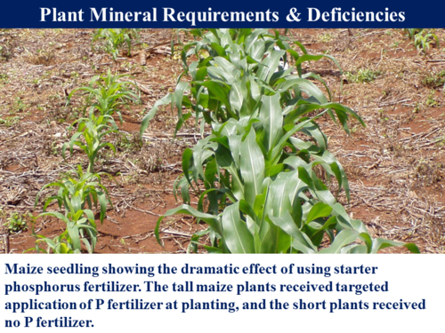 3.5.4 The Phosphorus Cycle | Teaching Resources
