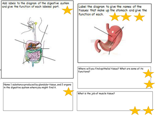 Aqa B22 Tissues Organs And Organ Systems Teaching Resources 3381