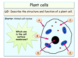 NEW AQA KS4 - Cells and microbiology unit - lower ability | Teaching ...