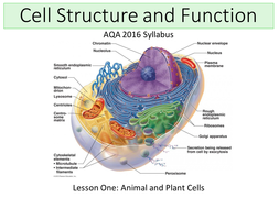 New AQA (2016) Biology B1 - Cell Structure and Transport ...