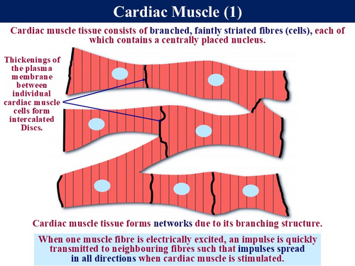 BioA_3.6.1.3 Control of the Heart Rate | Teaching Resources