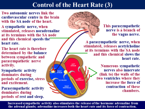 3.6.1.3 Control of the Heart Rate | Teaching Resources