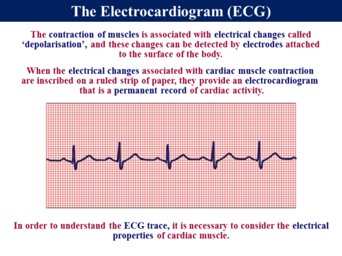 3.6.1.3 Control of the Heart Rate | Teaching Resources