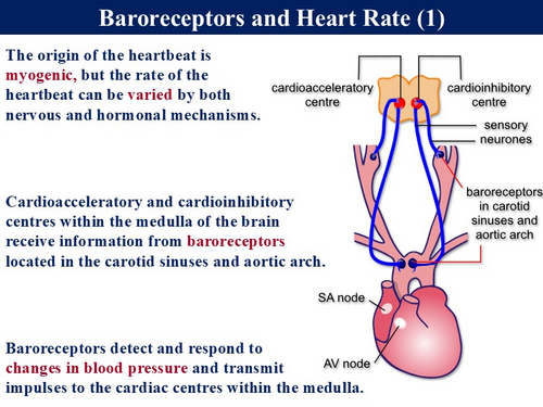 BioA_3.6.1.3 Control of the Heart Rate | Teaching Resources