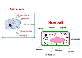 Animal and plant cells KS3 by PurplePotassium - Teaching ...