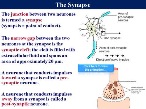 .2 Synaptic Transmission | Teaching Resources