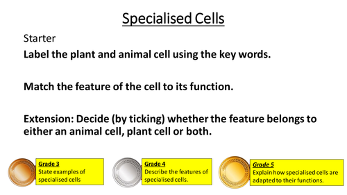 Specialised Cells Teaching Resources