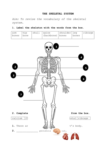 Skeletal System Teaching Resources
