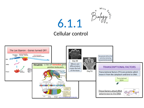 pptx, 15.28 MB