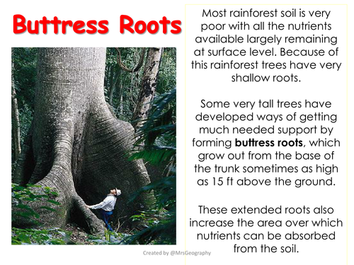 Tropical rainforest plant adaptations - Information sheets | Teaching  Resources