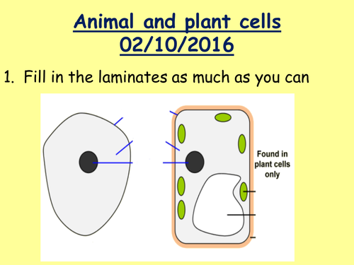 Animal and plant cells resources | Teaching Resources