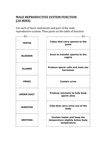 Ks3 Science Reproductive System Worksheets With Answers Teaching Resources