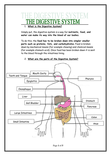 Digestion | Teaching Resources