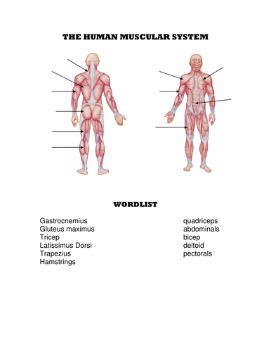 Muscles | Teaching Resources