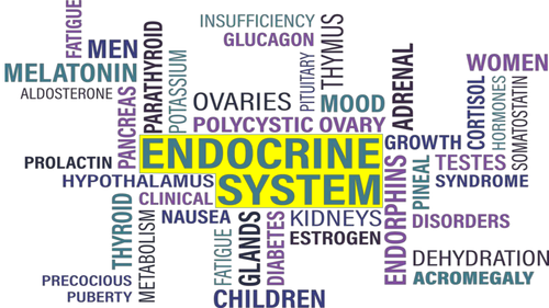 The Endocrine System Lesson Powerpoint Template Teaching Resources