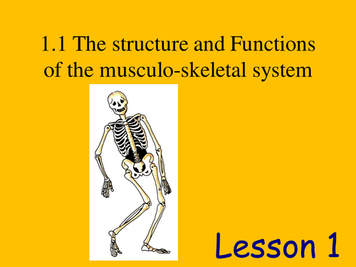 The structure and function of the musculo-skeletal system, lesson 1 ...