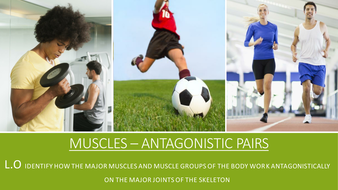 Gcse Pe Aqa 9 1 Antagonistic Muscle Pairs And Muscle