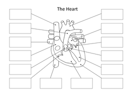 The Heart: Create a Labelled Diagram | Teaching Resources