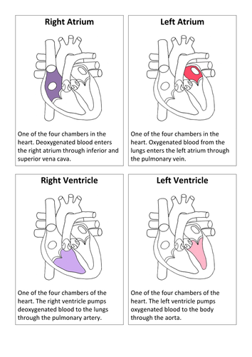 The Heart: Create a Labelled Diagram | Teaching Resources