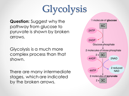 AQA A-level Biology (2016 specification). Section 5 Topic 14: Respiration - Link & Krebs Cycle