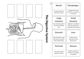 The Digestive System: Create a Labelled Diagram | Teaching Resources