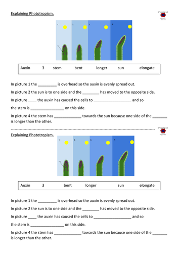 Teaching Phototropism and Geotropism instructions for practical work ...