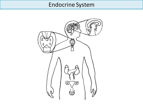 The Endocrine System: Create a Labelled Diagram | Teaching Resources