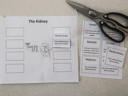 The Kidney: Create a Labelled Diagram | Teaching Resources