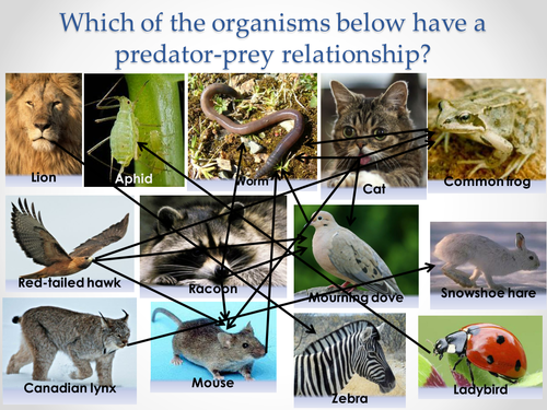 AQA A-level Biology (2016 specification). Section 7 Topic 19: Populations 4 Predation