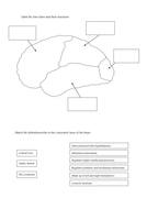 Brain structure and function, and localisation Worksheet | Teaching