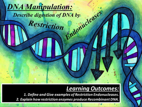 GCSE Restriction Enzymes