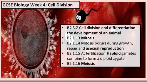 GCSE Cell Division