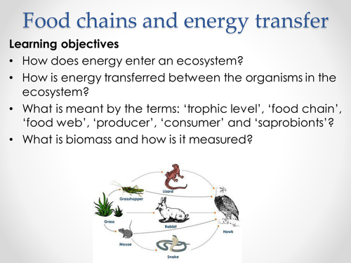 AQA A-level Biology (2016 specification). Section 5 Topic 13: Energy & ecosystems. 1 Food chains
