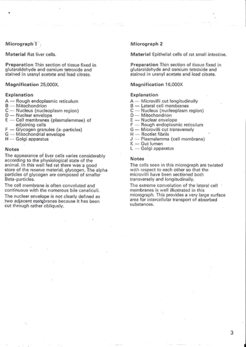 Micrograph Activity for A Level Biology and similar courses: 12 Pages