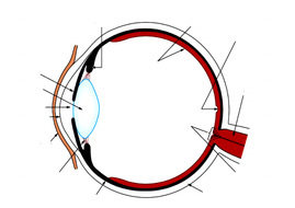 New GCSE - The structure of the Eye | Teaching Resources