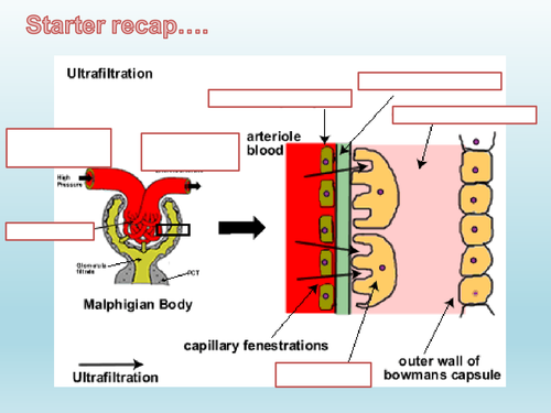NEW OCR Biology A 5.2.5 Kidney Function: Selective Reabsorption in the ...