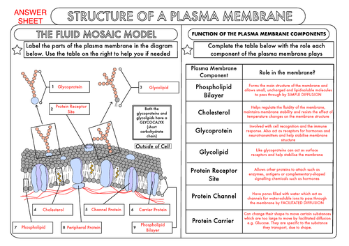 39 Cell Membrane Images Worksheet Answers - combining like terms worksheet