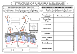 a level biology cell membrane structure worksheet teaching resources