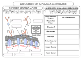 Cell Membrane Job Labeled : Functions and Diagram