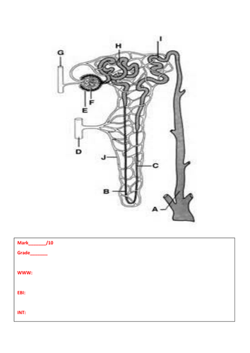 docx, 25.96 KB