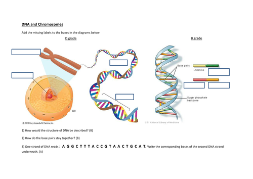 Dna And Chromosomes Gcse Aqa 