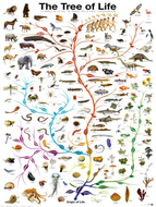 Evolutionary Trees | Teaching Resources