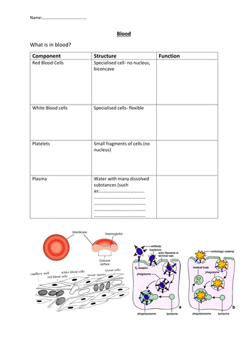 Blood | Teaching Resources