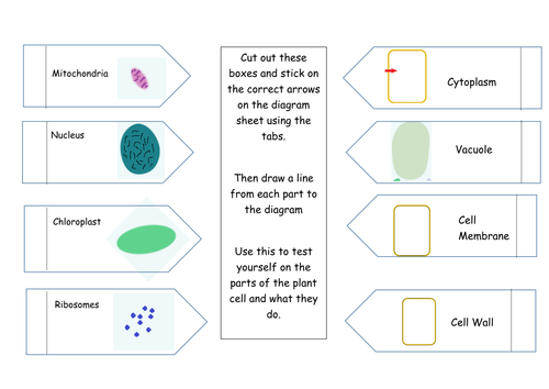 Plant Cell Foldable - All Year Groups