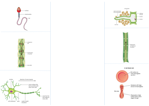 Specialised Cells Foldable - new 2016 GCSE AQA biology poster to ...
