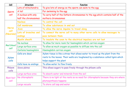 Specialised Cells Foldable - new 2016 GCSE AQA biology poster to ...