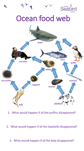 simple ocean food web for kids