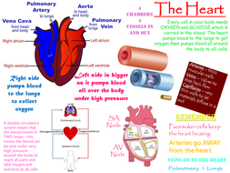 where is the pacemaker of the heart located gcse