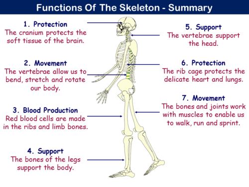 PE12STa - Skeletal System - 1 (Bones and Levers) | Teaching Resources