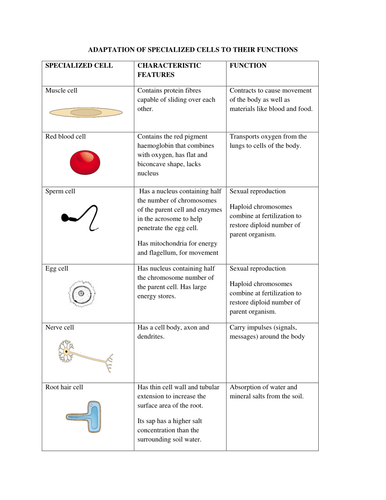 Adaptions Of Specialized Cells To Their Functions Teaching Resources